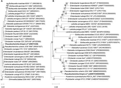 A novel exopolysaccharide-producing bacterium, Pseudescherichia liriopis sp. nov. isolated from Liriope platyphylla, enhances the growth of Daucus carota subsp. sativus under drought and salinity stress